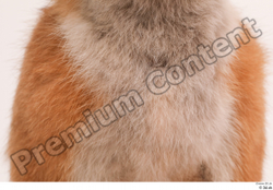Chest Fox Animal photo references